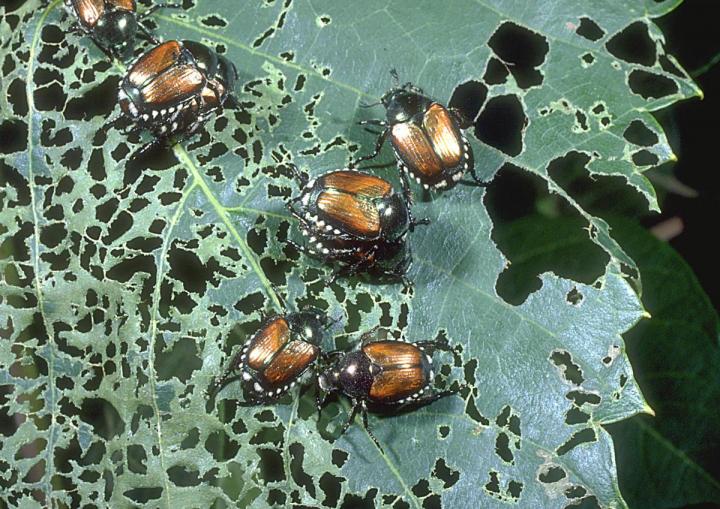 How to Get Rid of Japanese Beetles | Control Bugs and Garden Pests ...